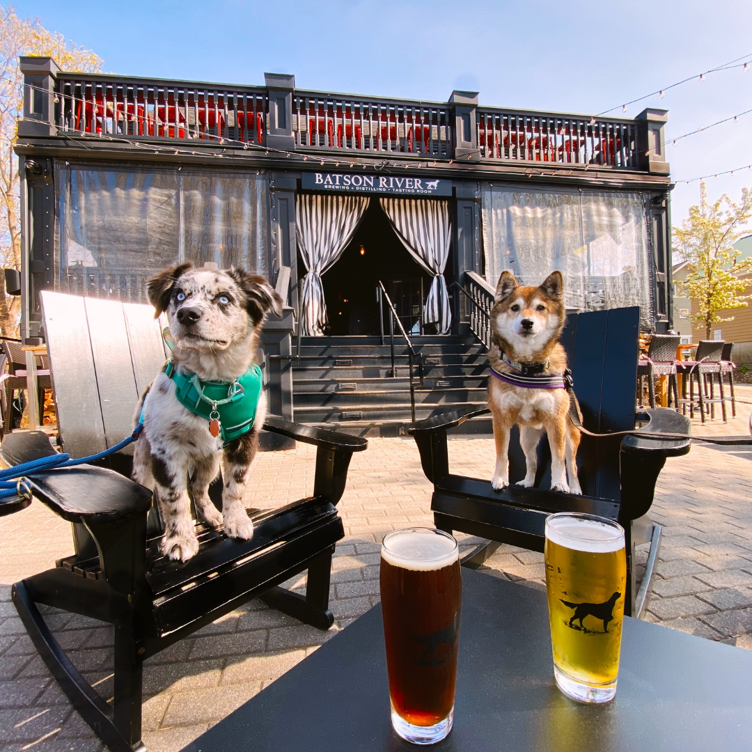 Dogs on patio at Batson River Kennebunk